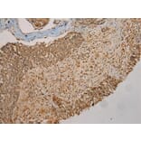 Immunohistochemistry - GALE Antibody from Signalway Antibody (43075) - Antibodies.com
