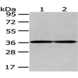 GALE Antibody from Signalway Antibody (43075) - Antibodies.com