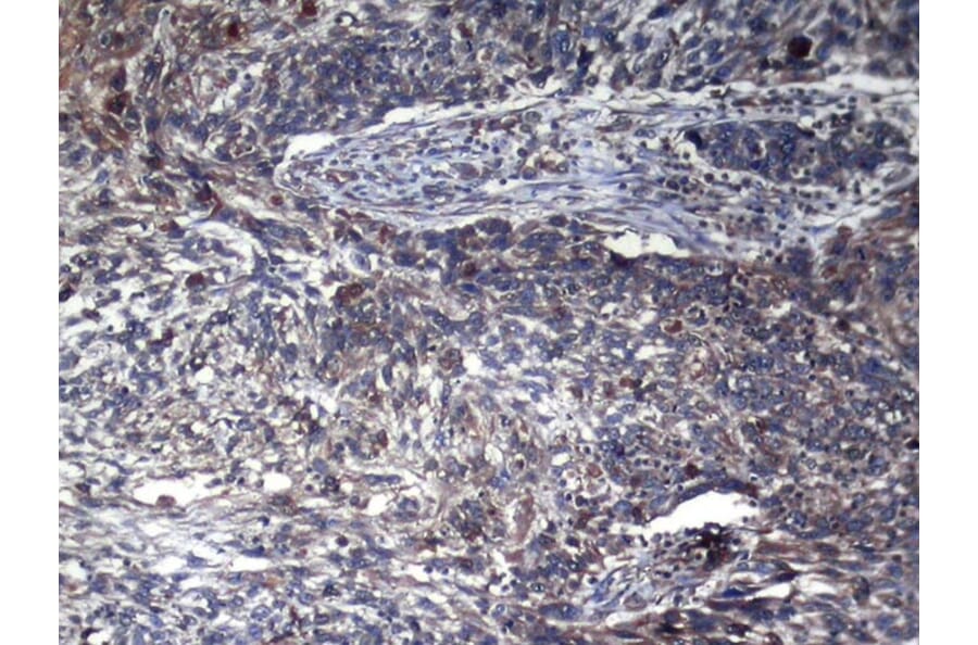 Immunohistochemistry - GAMT Antibody from Signalway Antibody (43076) - Antibodies.com
