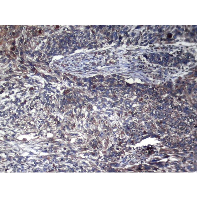 Immunohistochemistry - GAMT Antibody from Signalway Antibody (43076) - Antibodies.com