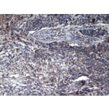Immunohistochemistry - GAMT Antibody from Signalway Antibody (43076) - Antibodies.com