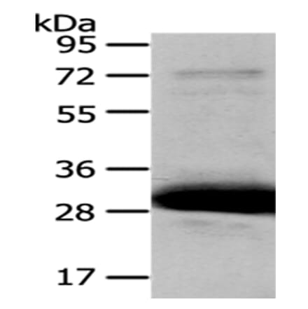 HAGH Antibody from Signalway Antibody (43077) - Antibodies.com