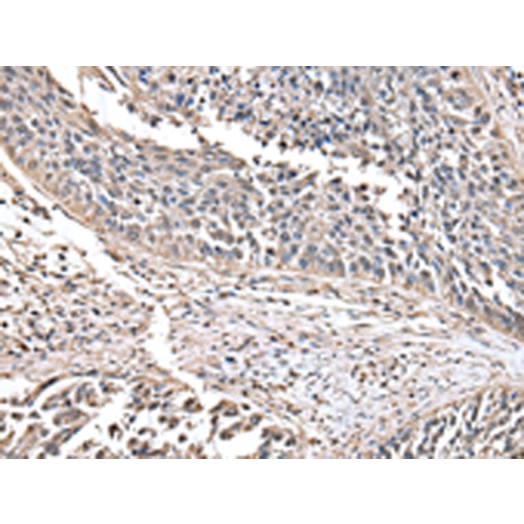 Immunohistochemistry - HAGH Antibody from Signalway Antibody (43077) - Antibodies.com