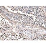 Immunohistochemistry - HAGH Antibody from Signalway Antibody (43077) - Antibodies.com