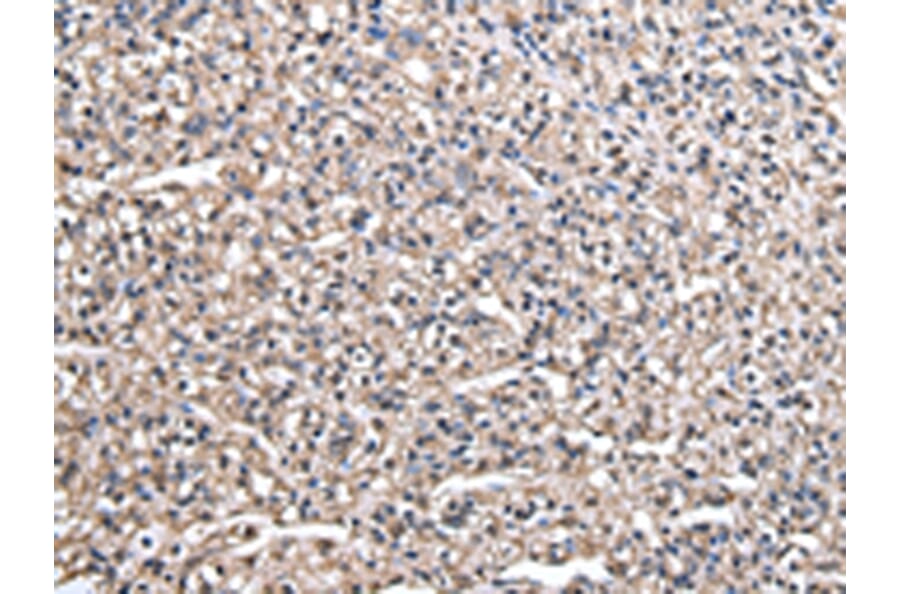 Immunohistochemistry - HAGH Antibody from Signalway Antibody (43077) - Antibodies.com