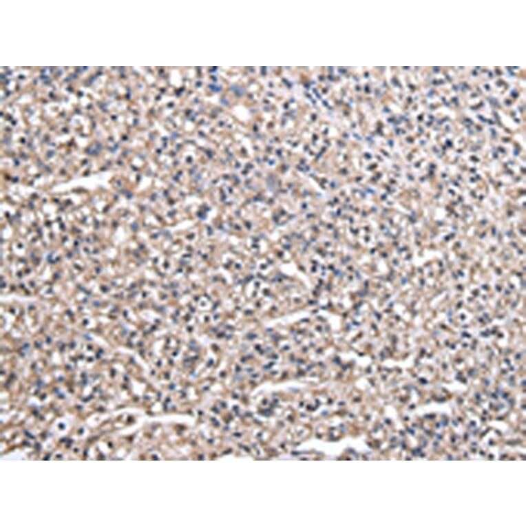 Immunohistochemistry - HAGH Antibody from Signalway Antibody (43077) - Antibodies.com