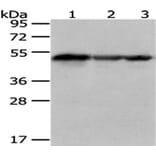 KYNU Antibody from Signalway Antibody (43079) - Antibodies.com