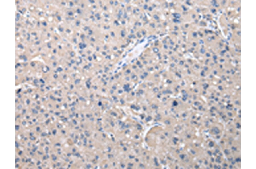 Immunohistochemistry - KYNU Antibody from Signalway Antibody (43079) - Antibodies.com