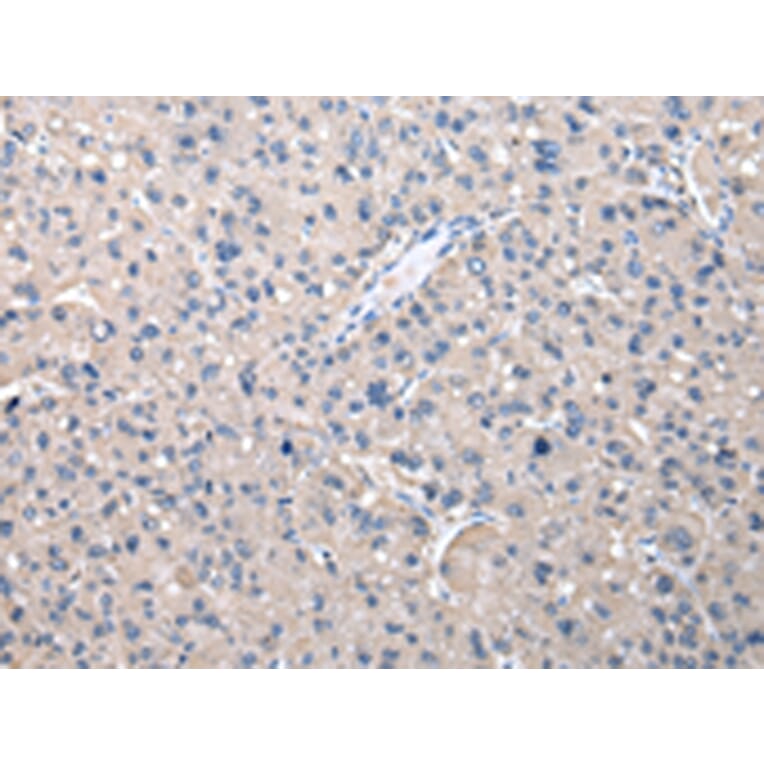 Immunohistochemistry - KYNU Antibody from Signalway Antibody (43079) - Antibodies.com