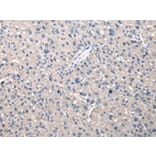 Immunohistochemistry - KYNU Antibody from Signalway Antibody (43079) - Antibodies.com