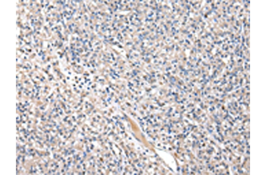 Immunohistochemistry - KYNU Antibody from Signalway Antibody (43079) - Antibodies.com