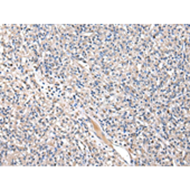 Immunohistochemistry - KYNU Antibody from Signalway Antibody (43079) - Antibodies.com