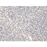 Immunohistochemistry - KYNU Antibody from Signalway Antibody (43079) - Antibodies.com