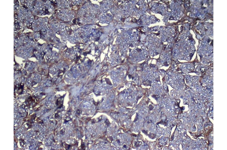 Immunohistochemistry - NNMT Antibody from Signalway Antibody (43081) - Antibodies.com