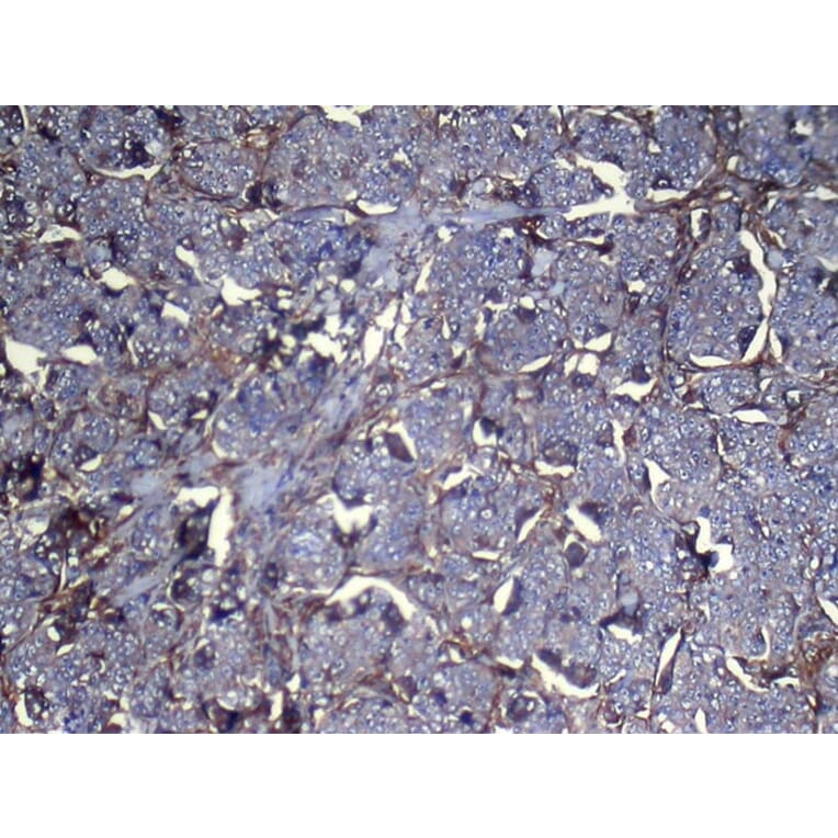 Immunohistochemistry - NNMT Antibody from Signalway Antibody (43081) - Antibodies.com