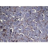 Immunohistochemistry - NNMT Antibody from Signalway Antibody (43081) - Antibodies.com