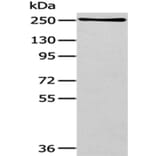 WNK1 Antibody from Signalway Antibody (43183) - Antibodies.com