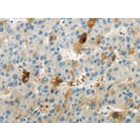 Immunohistochemistry - WNK1 Antibody from Signalway Antibody (43183) - Antibodies.com