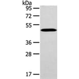 WWOX Antibody from Signalway Antibody (43198) - Antibodies.com