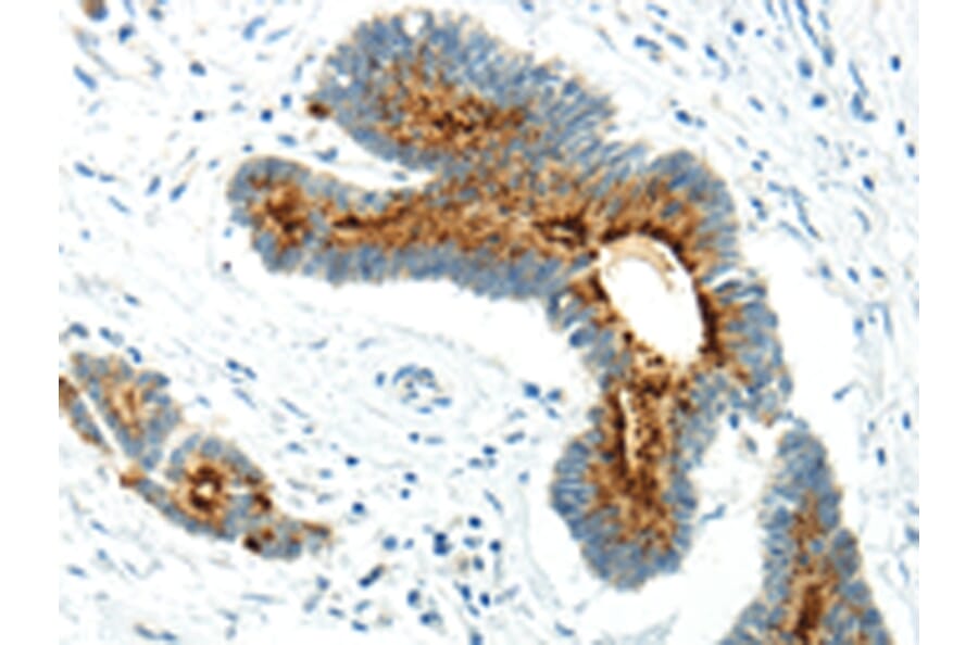 Immunohistochemistry - WWOX Antibody from Signalway Antibody (43198) - Antibodies.com