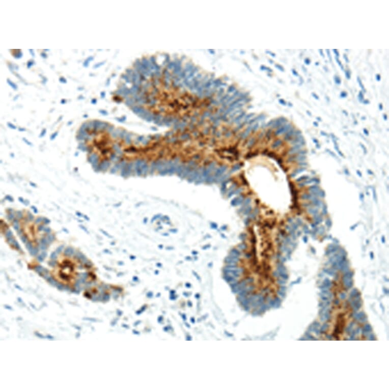 Immunohistochemistry - WWOX Antibody from Signalway Antibody (43198) - Antibodies.com