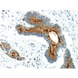 Immunohistochemistry - WWOX Antibody from Signalway Antibody (43198) - Antibodies.com