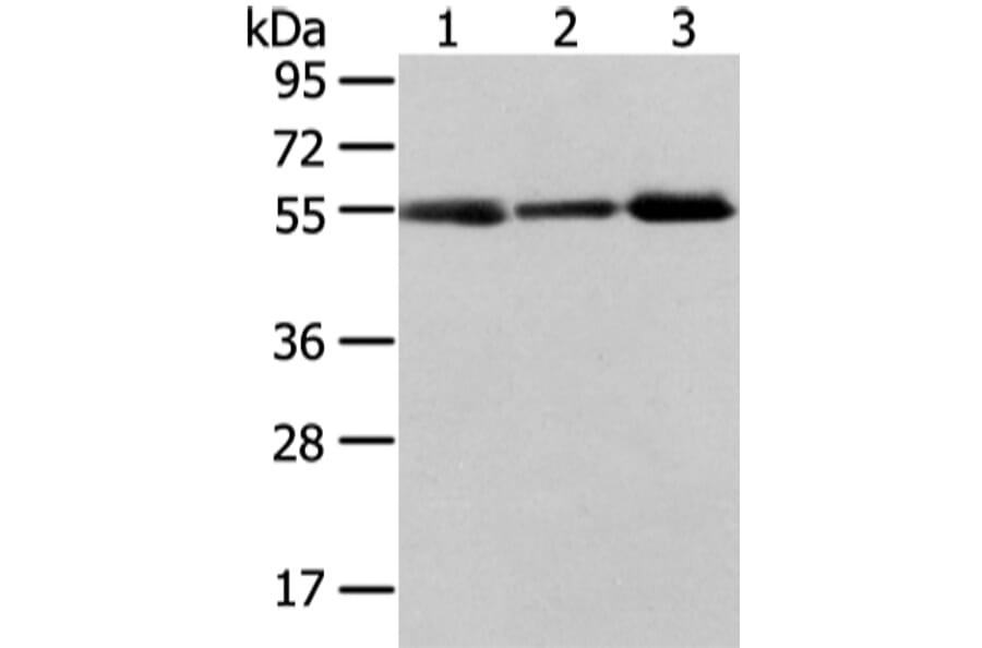 XKRX Antibody from Signalway Antibody (43203) - Antibodies.com