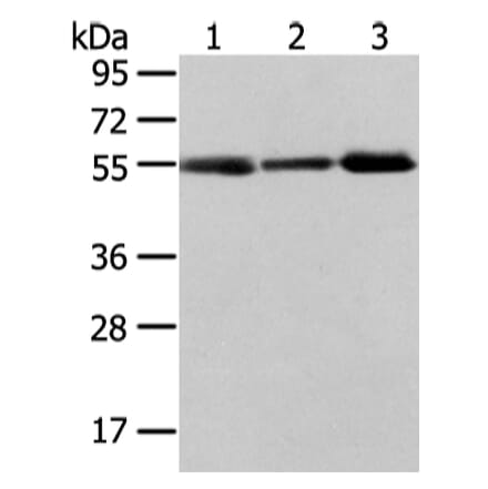 XKRX Antibody from Signalway Antibody (43203) - Antibodies.com