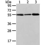 XKRX Antibody from Signalway Antibody (43203) - Antibodies.com