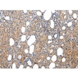 Immunohistochemistry - XKRX Antibody from Signalway Antibody (43203) - Antibodies.com