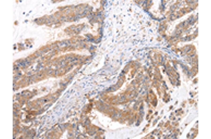 Immunohistochemistry - XKRX Antibody from Signalway Antibody (43203) - Antibodies.com