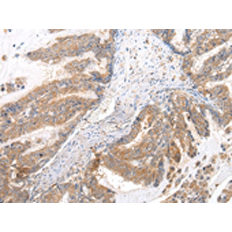 Immunohistochemistry - XKRX Antibody from Signalway Antibody (43203) - Antibodies.com