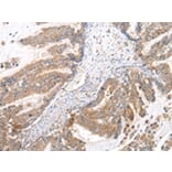Immunohistochemistry - XKRX Antibody from Signalway Antibody (43203) - Antibodies.com
