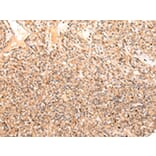Immunohistochemistry - ZPR1 Antibody from Signalway Antibody (43210) - Antibodies.com