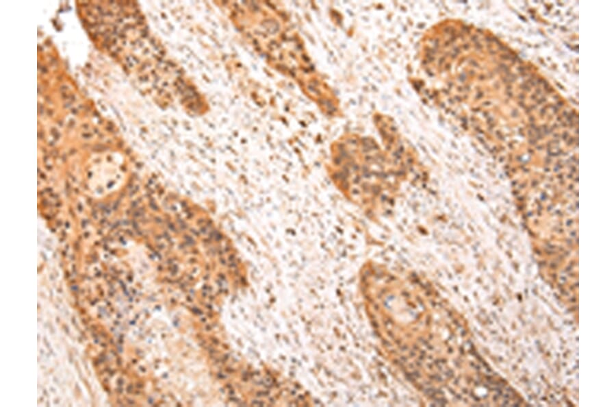 Immunohistochemistry - ZPR1 Antibody from Signalway Antibody (43210) - Antibodies.com
