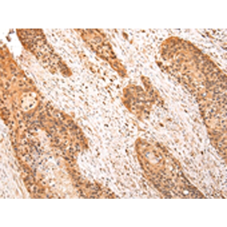 Immunohistochemistry - ZPR1 Antibody from Signalway Antibody (43210) - Antibodies.com