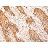 Immunohistochemistry - ZPR1 Antibody from Signalway Antibody (43210) - Antibodies.com