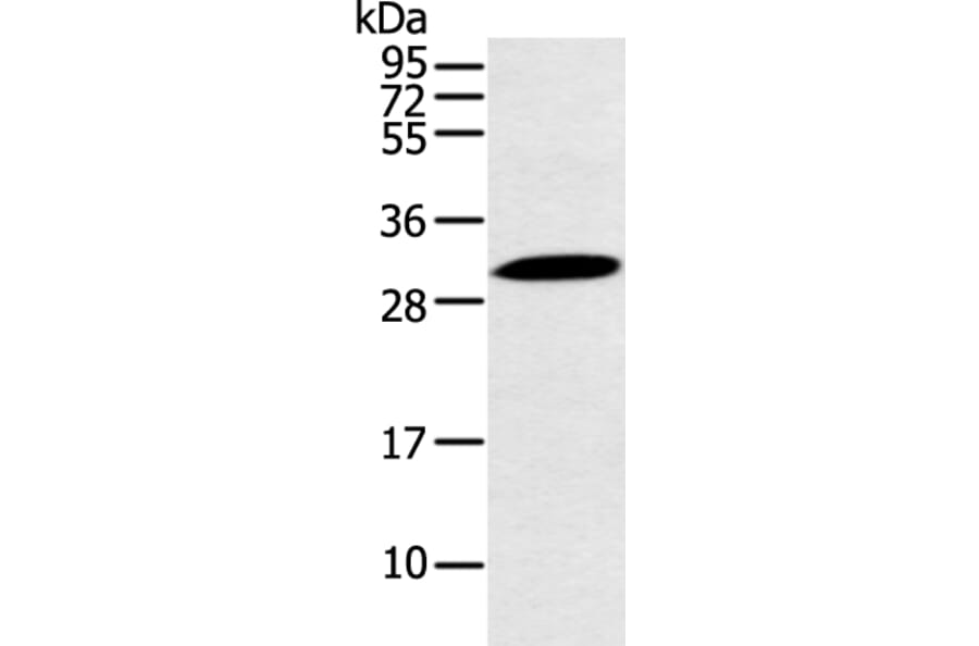 YRDC Antibody from Signalway Antibody (43223) - Antibodies.com