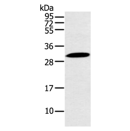 YRDC Antibody from Signalway Antibody (43223) - Antibodies.com