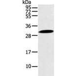 YRDC Antibody from Signalway Antibody (43223) - Antibodies.com