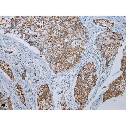 Immunohistochemistry - FGF6 Antibody from Signalway Antibody (43230) - Antibodies.com
