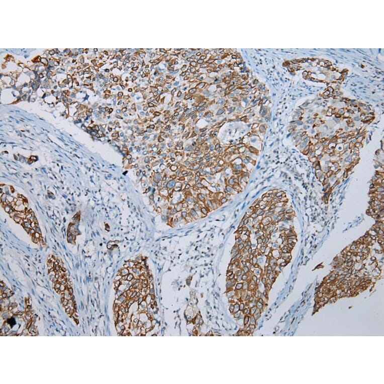 Immunohistochemistry - FGF6 Antibody from Signalway Antibody (43230) - Antibodies.com