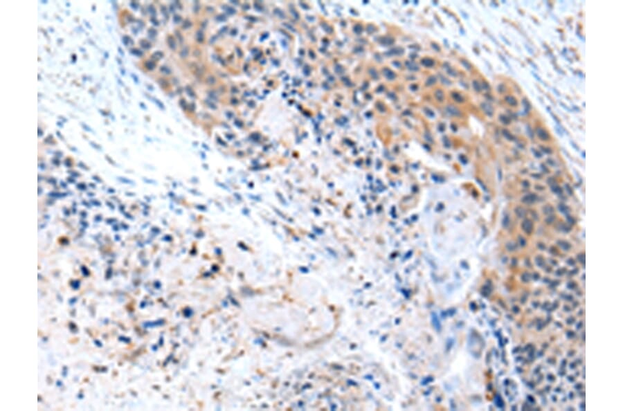 Immunohistochemistry - CFC1 Antibody from Signalway Antibody (43240) - Antibodies.com