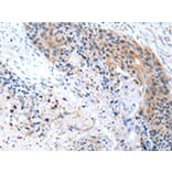 Immunohistochemistry - CFC1 Antibody from Signalway Antibody (43240) - Antibodies.com