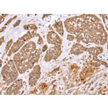 Immunohistochemistry - E2F5 Antibody from Signalway Antibody (43261) - Antibodies.com