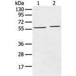 ECM1 Antibody from Signalway Antibody (43263) - Antibodies.com