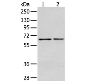 GPC1 Antibody from Signalway Antibody (43277) - Antibodies.com
