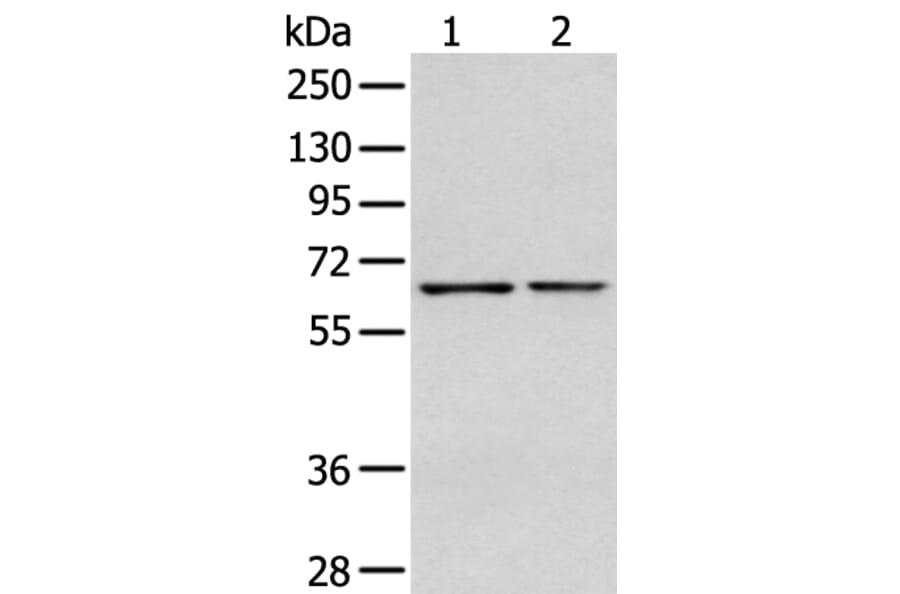 GPC1 Antibody from Signalway Antibody (43277) - Antibodies.com