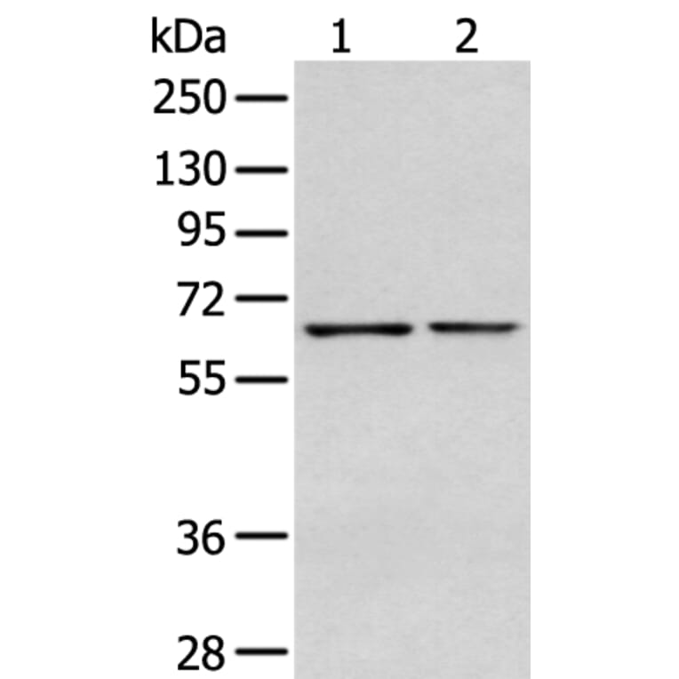 GPC1 Antibody from Signalway Antibody (43277) - Antibodies.com