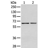 GPC1 Antibody from Signalway Antibody (43277) - Antibodies.com